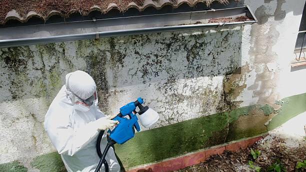 Top rated local Attic Mold Remediation specialists in Perry Hall, MD